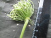 Thumbnail IMG_3267.JPG 