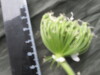 Thumbnail IMG_3268.JPG 