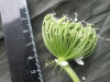 Thumbnail IMG_3269.JPG 