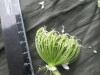 Thumbnail IMG_3270.JPG 