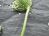 Thumbnail IMG_3272.JPG 