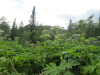 Thumbnail IMG_2816.JPG 