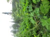 Thumbnail IMG_2817.JPG 