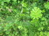 Thumbnail IMG_2818.JPG 