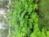 Thumbnail IMG_2821.JPG 