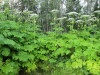 Thumbnail IMG_2822.JPG 