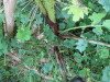 Thumbnail IMG_2824.JPG 