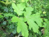 Thumbnail IMG_2825.JPG 