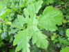 Thumbnail IMG_2826.JPG 