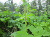 Thumbnail IMG_2827.JPG 
