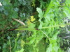 Thumbnail IMG_2829.JPG 