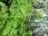Thumbnail IMG_2830.JPG 