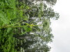 Thumbnail IMG_2831.JPG 