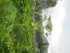 Thumbnail IMG_2833.JPG 