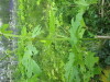 Thumbnail IMG_2834.JPG 