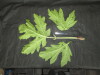 Thumbnail IMG_3492.JPG 