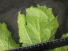 Thumbnail IMG_3494.JPG 