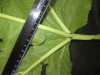Thumbnail IMG_3495.JPG 