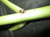 Thumbnail IMG_3496.JPG 