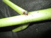 Thumbnail IMG_3497.JPG 