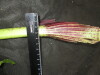 Thumbnail IMG_3499.JPG 