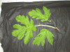 Thumbnail IMG_3500.JPG 
