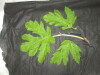 Thumbnail IMG_3501.JPG 