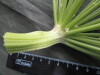 Thumbnail IMG_3502.JPG 
