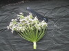 Thumbnail IMG_3503.JPG 