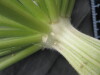Thumbnail IMG_3504.JPG 