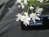 Thumbnail IMG_3506.JPG 