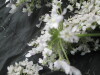 Thumbnail IMG_3507.JPG 