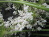 Thumbnail IMG_3508.JPG 