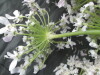 Thumbnail IMG_3509.JPG 