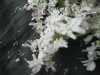 Thumbnail IMG_3510.JPG 