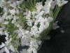 Thumbnail IMG_3511.JPG 