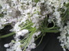 Thumbnail IMG_3512.JPG 