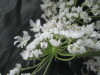 Thumbnail IMG_3513.JPG 