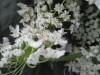 Thumbnail IMG_3514.JPG 