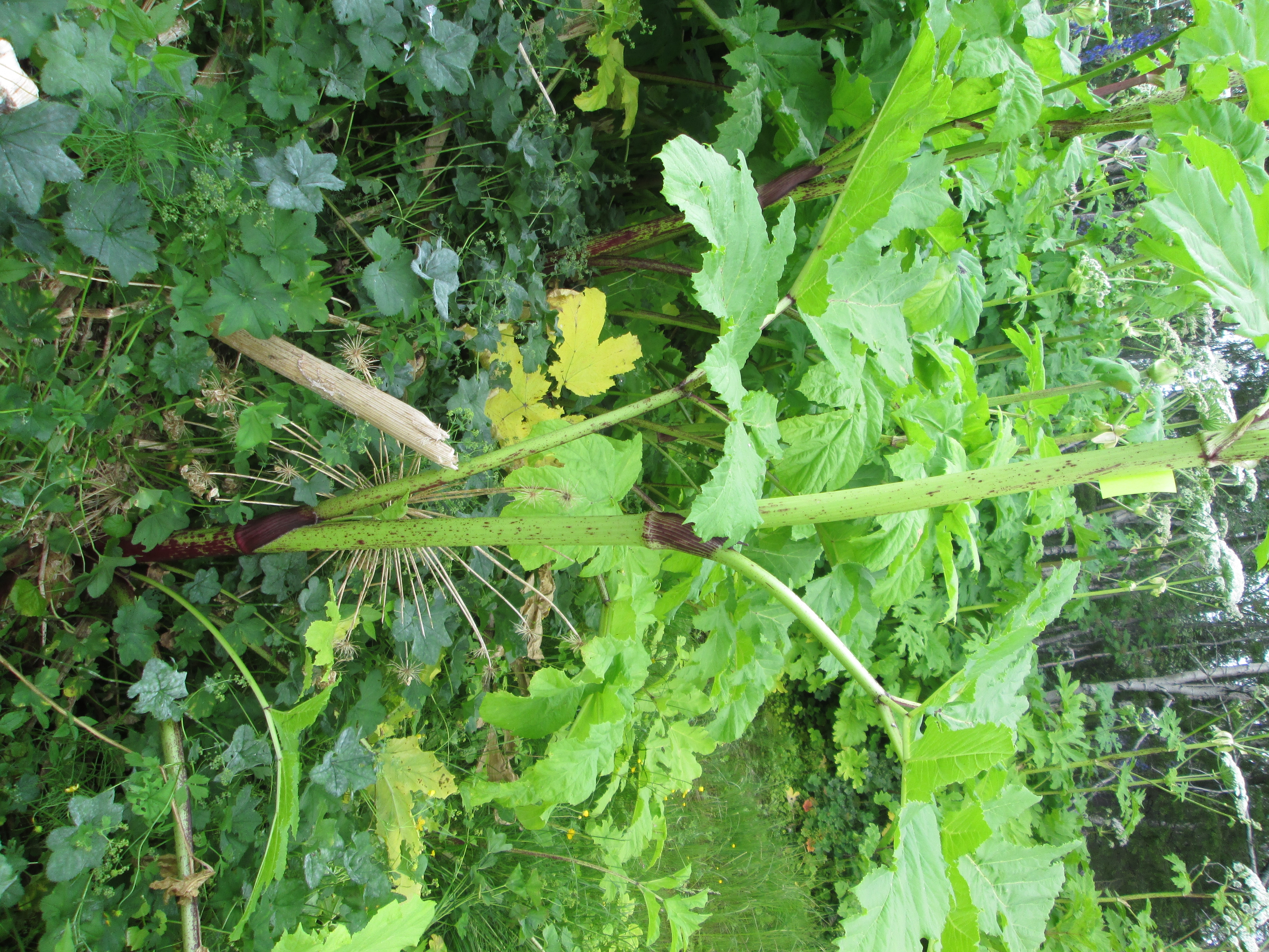 IMG_2829.JPG 