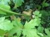 Thumbnail IMG_2838.JPG 