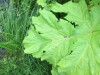 Thumbnail IMG_2839.JPG 