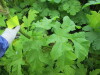 Thumbnail IMG_2841.JPG 