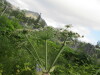 Thumbnail IMG_2843.JPG 