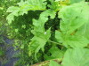 Thumbnail IMG_2845.JPG 