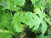 Thumbnail IMG_2846.JPG 