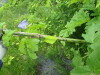 Thumbnail IMG_2847.JPG 