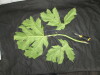 Thumbnail IMG_3373.JPG 