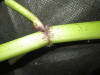 Thumbnail IMG_3374.JPG 