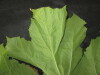 Thumbnail IMG_3376.JPG 